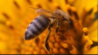 پایه چهارم فصل گیاهان گرده افشانی و رشد میوه