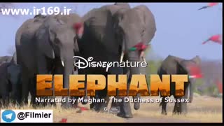 تیزر مستند Dolphin Reef 2020