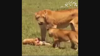 لحظه غم انگیزی که شیر ماده متوجه می شود بچه اش مرده است!