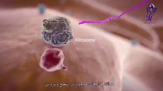 چه زمانى به ویروس کرونا مبتلا مى شوید؟؟