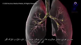 ویروس کرونا در بدن چگونه  عمل می کند؟