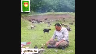 ورودی گلستان2