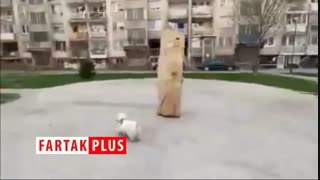 ابتکار عجیب مرد جوان برای قدم زدن در خیابان!