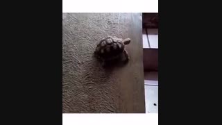 مدارس جوانه های مشهد خانم ترکمن زاده  تدریس علوم فصل 13  خزندگان پایه سوم