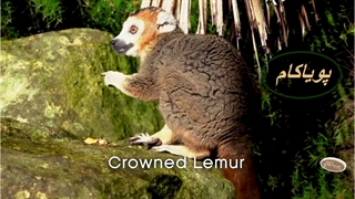 4 حیوان شگفت‌انگیز - مستند