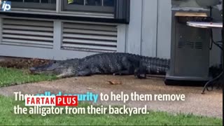 ورود کروکدیل غول پیکر به حیاط منزل مسکونی!