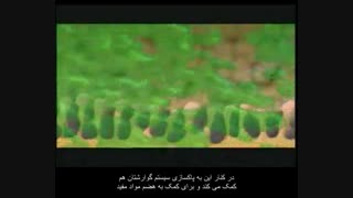 رویای شما ... پلن ما- معرفی شرکت فوراور - زبان اصلی