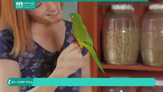 ابزاری فوق العاده برای تربیت طوطی سانان | آموزش تربیت طوطی