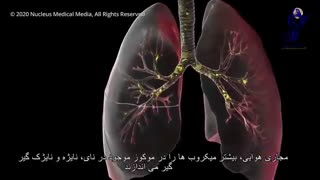 عملکرد ویروس کرونا در بدن