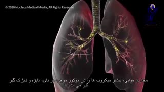 ویروس کرونا چگونه به بدن آسیب می رساند؟
