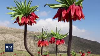 دشت لاله‌های واژگون در یاسوج