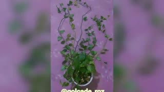 درست کردن قیم برای پتوس جان