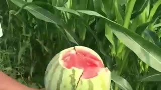 دلم آب افتاد دلم..........