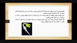 از ریشه تا برگ