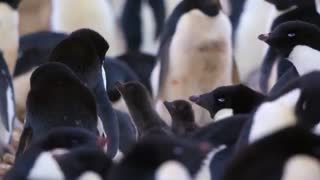 مستند پنگوئن ها Penguins ۲۰۱۹