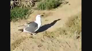 بلعیدن سنجاب توسط مرغ دریایی!