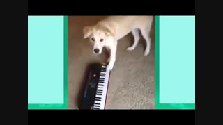 حوصلم سر رفته مرداچی