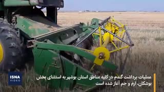 برداشت گندم در مناطق مختلف بوشهر