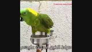 قرائت قرآن توسط طوطی حافظ قرآن!!!