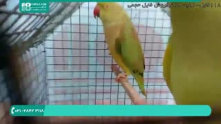 تشخیص جنسیت طوطی ملنگو برزیلی