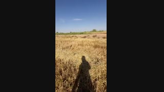 برداشت محصول جو