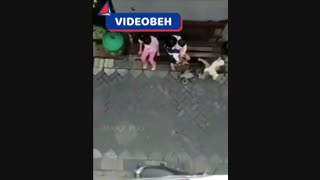تلاش میمون برای بچه دزدی