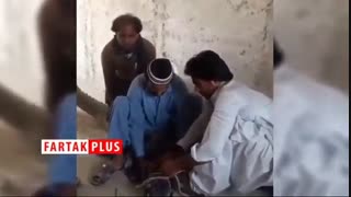 زنده گیری گاندوی بزرگ جثه پس از ورود به یک روستا در چابهار