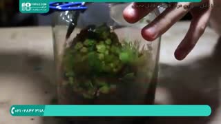 آموزش نگهداری و به روز رسانی تراریوم گرمسیری