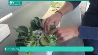 پرورش گل و گیاه - قلمه زدن و کاشت قلمه در خاک کوکوپیت