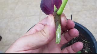 آموزش پیوند درخت انجیر