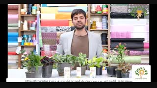 مسابقات_اینترنتی_پارادایس_سری_سوم