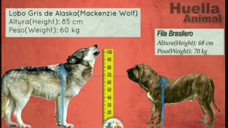 مقایسه گرگ خاکستری با انواع نژاد سگ