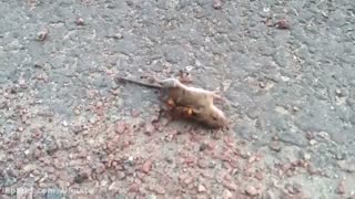 نبرد مرگ و زندگی موش با زنبور غول پیکر!