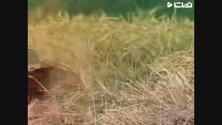 گیلان_رضوانشهر