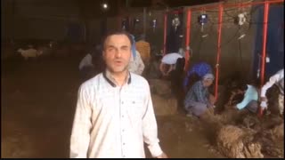 پشم چینی گوسفندان در سرخس/ اخبار مرکز اصلاح نژاد، بهداشت و خدمات دامپزشکی دکتر گلابگیران