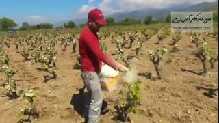 گوگرد پاشی باغات انگور جهت جلوگیری از بیماری قارچی سفیدک سطحی - بازار کشاورزی آنلاین مزرعه کارآفرینی