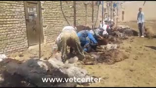 پشم چینی گوسفندان در ملارد/اخبار مرکز اصلاح نژاد، بهداشت و خدمات دامپزشکی دکتر گلابگیران