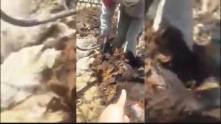 آموزش نحوه پشم چینی گوسفندان با دستگاه