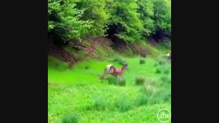 جنگل فندقلو اردبیل