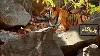 5 رفتار شگفت‌انگیز - مستند