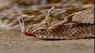 مهره مار اصل : خواص مهره مار و دعای مهره مار