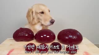 강아지 대왕 쿄호젤리 먹방ASMR / 사람만 먹냐! 나도 먹고싶었댕