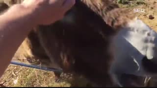 فیلم الاغی که از دیدن رفیقش احساساتی می‌شود