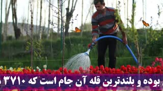 گزارش تصویری: باغ لاله ها در دامنه سهند