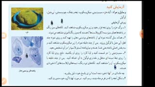 فصل یازدهم علوم هفتم یاخته و سازمان بندی آن