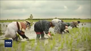 فصل نشاکاری در شمال ایران