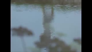 گروه بچ هوس Beach House - Bluebird