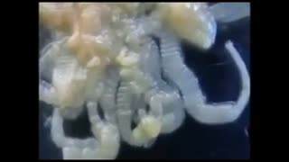 فیلم آموزشی فصل 13 علوم نهم جانوران بی مهره