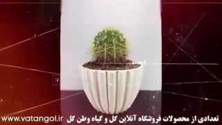 فروشگاه آنلاین گل و گیاه وطن گل