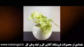 فروش گل آپارتمانی کرج
